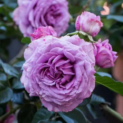 Саженцы роз СИЛЬВЕР КВИК плетистая в Якутске