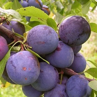 Слива МОНТ-РОЯЛ Слива МОНТ-РОЯЛ