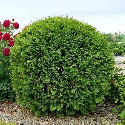 Туя ВУДВАРДИ западная  Туя ВУДВАРДИ западная в Якутске