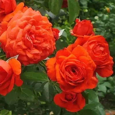 Саженцы роз МАЙНТАУЭР плетистая  Саженцы роз МАЙНТАУЭР плетистая в Якутске