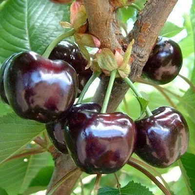 Черешня МУСКАТНАЯ  Черешня МУСКАТНАЯ в Якутске