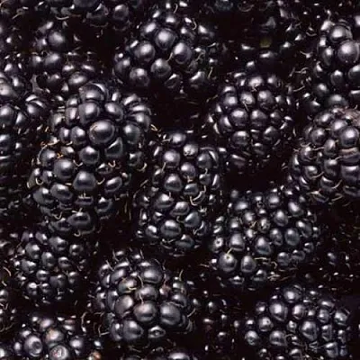 Ежевика ОРКАН бесшипная в Якутске