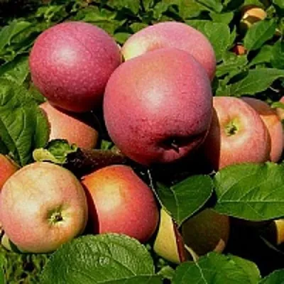 Яблоня СЛАВА ПОБЕДИТЕЛЯМ  Яблоня СЛАВА ПОБЕДИТЕЛЯМ в Якутске