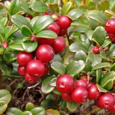 Брусника садовая АМЕРЛАНД — описание сорта Брусника садовая АМЕРЛАНД в Якутске