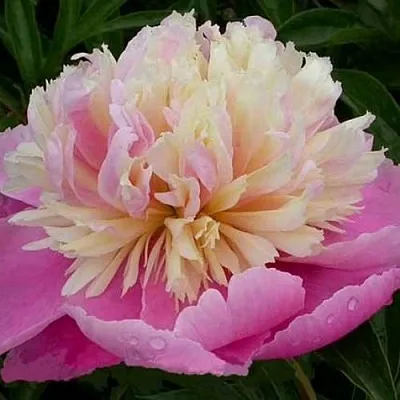 Пион ВЕСЕННЯЯ ПАЛИТРА травянистый  Пион ВЕСЕННЯЯ ПАЛИТРА травянистый в Якутске