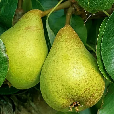 Груша Г-6 колонновидная в Якутске