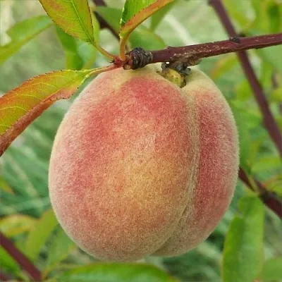 Персик ЕЛГАВСКИЙ в Якутске