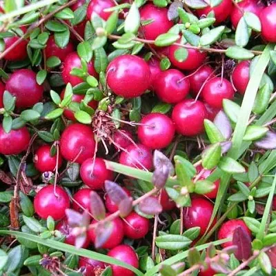 Клюква ПИЛИГРИМ  Клюква ПИЛИГРИМ в Якутске