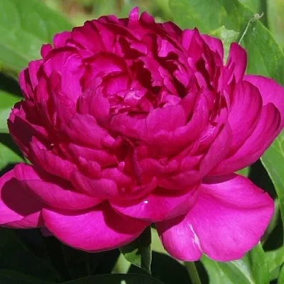 Пион БАРХАТ НОЧИ травянистый  Пион БАРХАТ НОЧИ травянистый в Якутске