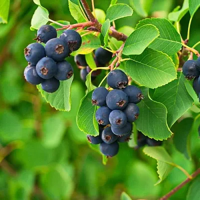 Ирга КОЛОСИСТАЯ  Ирга КОЛОСИСТАЯ в Якутске