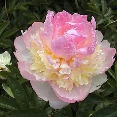 Пион РАСБЕРРИ САНДЕЙ травянистый  Пион РАСБЕРРИ САНДЕЙ травянистый в Якутске