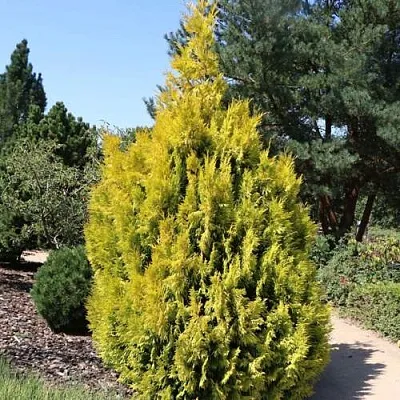 Туя СТОУНХАМ ГОЛД складчатая  Туя СТОУНХАМ ГОЛД складчатая в Якутске