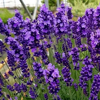 Лаванда ХИДКОТ БЛЮ узколистная  Лаванда ХИДКОТ БЛЮ узколистная в Якутске
