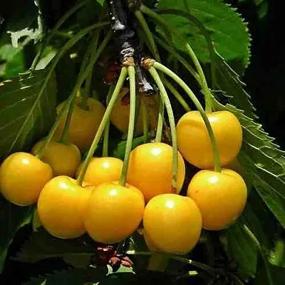 Черешня ЧЕРМАШНАЯ  Черешня ЧЕРМАШНАЯ в Якутске