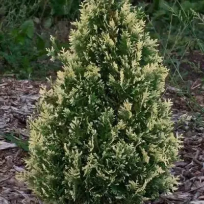 Туя БРАБАНТ ВАРИЕГАТТА западная — описание сорта Туя БРАБАНТ ВАРИЕГАТТА западная в Якутске