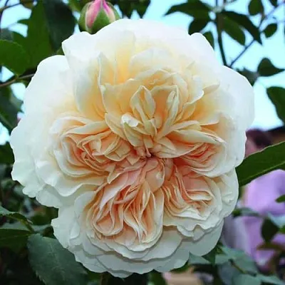 Саженцы роз ЛИЧФИЛД ЭНДЖЕЛ английская  Саженцы роз ЛИЧФИЛД ЭНДЖЕЛ английская в Якутске