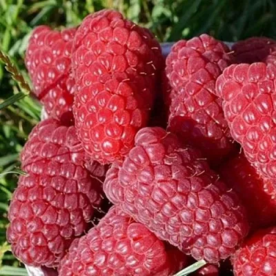 Малина САМОСВАЛ в Якутске