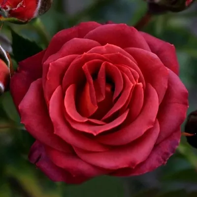 Саженцы роз ЧОКОЧИНО спрей  Саженцы роз ЧОКОЧИНО спрей в Якутске