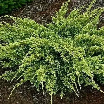 Можжевельник ДРИМ ДЖОЙ чешуйчатый в Якутске