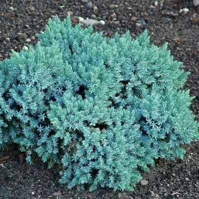 Можжевельник БЛЮ СТАР чешуйчатый в Якутске