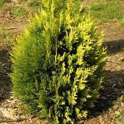 Туя КОППЕР ГОЛД западная  Туя КОППЕР ГОЛД западная в Якутске