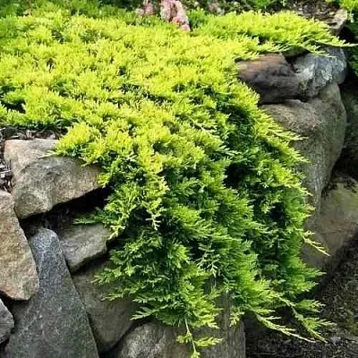 Можжевельник ГОЛДЕН КАРПЕТ горизонтальный в Якутске