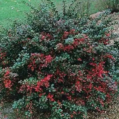 Барбарис РЕД ДЖЕВЕЛ средний   Барбарис РЕД ДЖЕВЕЛ средний  в Якутске