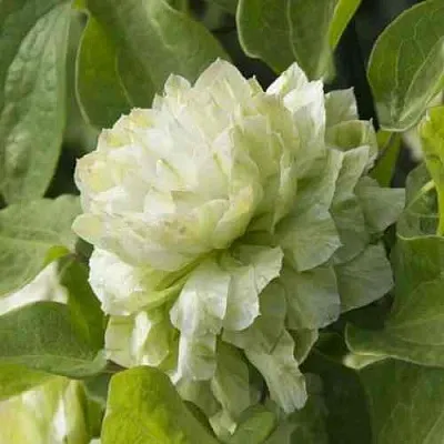 Клематис КОХАНА в Якутске