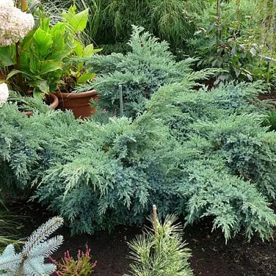 Можжевельник БЛЮ ШВЕД (СВИД) чешуйчатый в Якутске