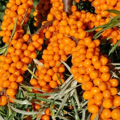 Облепиха ЕЛИЗАВЕТА в Якутске