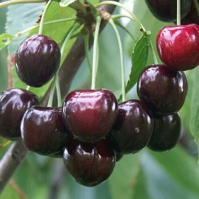 Черешня ЛЮБИМИЦА АСТАХОВА  Черешня ЛЮБИМИЦА АСТАХОВА в Якутске