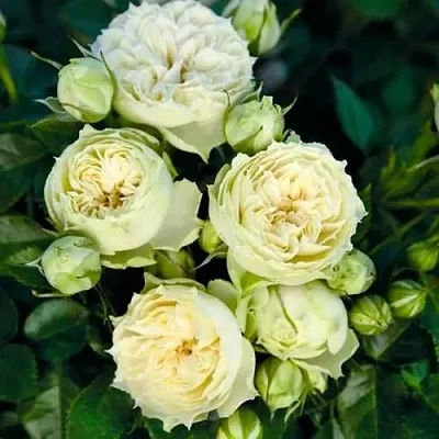 Саженцы роз БЛАНШЕТТ спрей  Саженцы роз БЛАНШЕТТ спрей в Якутске