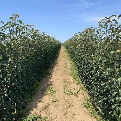 Саженцы почтой и ТК Саженцы почтой и ТК в Якутске