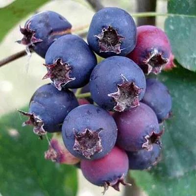 Ирга SLEYT  Ирга SLEYT в Якутске