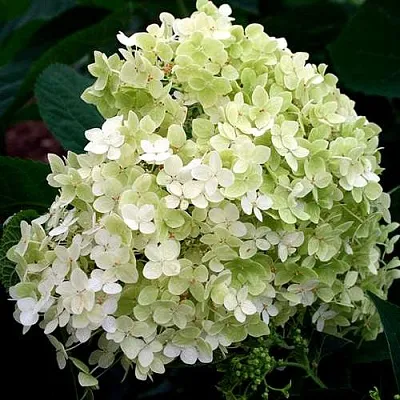 Гортензия СТЕРИЛИС древовидная   Гортензия СТЕРИЛИС древовидная  в Якутске