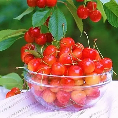 Черешня НАСЛАЖДЕНИЕ  Черешня НАСЛАЖДЕНИЕ в Якутске