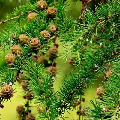 Лиственница в Якутске