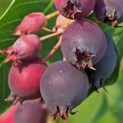 Ирга MANDAN  Ирга MANDAN в Якутске