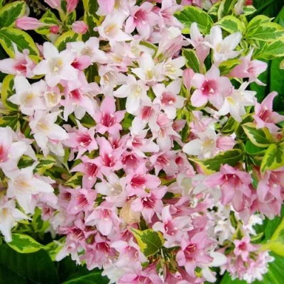 Вейгела САННИ ПРИНЦЕСС в Якутске