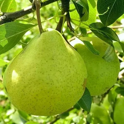 Груша ДАЛИКОР колонновидная в Якутске