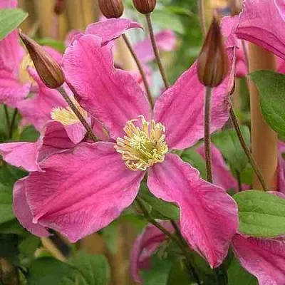 Клематис ИНСПИРЕЙШН ЗОЙН  Клематис ИНСПИРЕЙШН ЗОЙН в Якутске