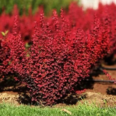 Барбарис ОРАНЖ РОКЕТ тунберга  Барбарис ОРАНЖ РОКЕТ тунберга в Якутске