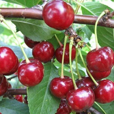 Вишня ТУРГЕНЕВКА в Якутске