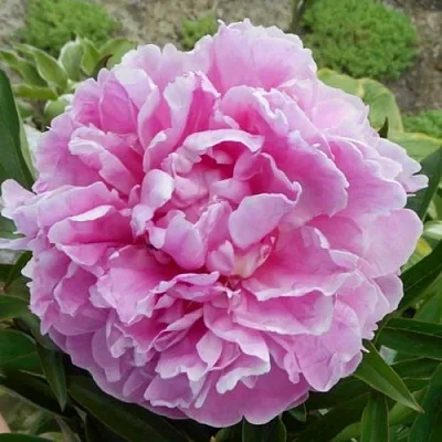 Пион РИМ травянистый  Пион РИМ травянистый в Якутске