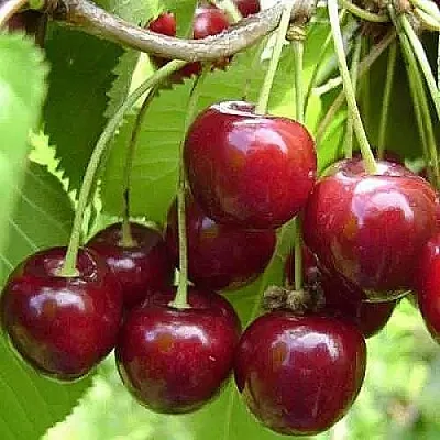 Вишня ХАРИТОНОВСКАЯ в Якутске