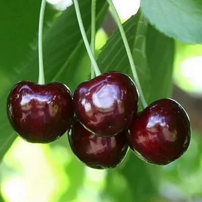 Черешня ЛЕНИНГРАДСКАЯ ЧЁРНАЯ  Черешня ЛЕНИНГРАДСКАЯ ЧЁРНАЯ в Якутске