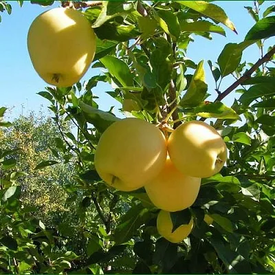 Яблоня ГОЛДЕН МИЛЛЕНИУМ  Яблоня ГОЛДЕН МИЛЛЕНИУМ в Якутске