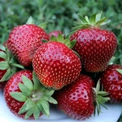 Клубника МАЛЬВИНА — описание сорта Клубника МАЛЬВИНА в Якутске