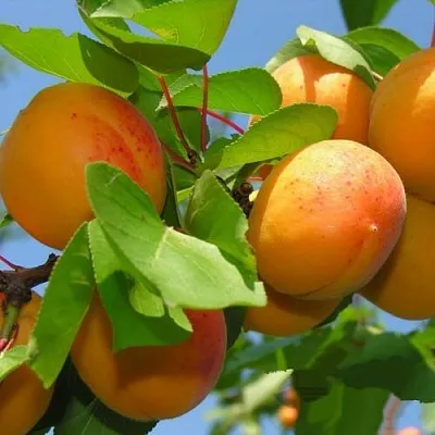 Абрикос КИЕВСКИЙ РАННИЙ в Якутске