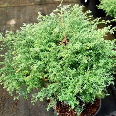 Кипарисовик СКВАРРОЗА горохоплодный в Якутске